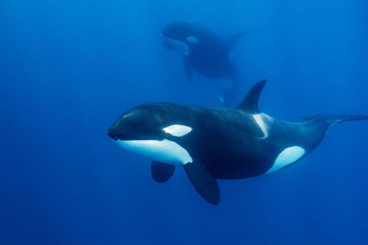 Close up view of a female killer whale swimming in blue water (Getty Images/wildestanimal)