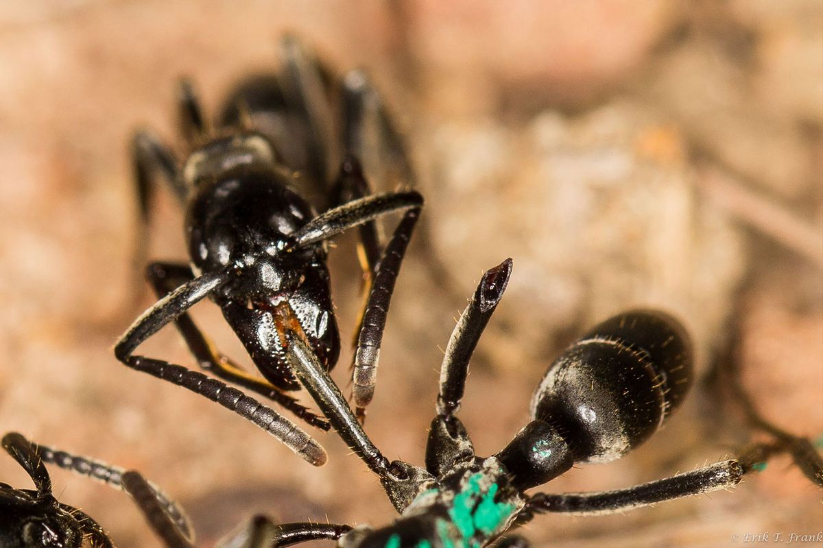 A Matabele ant tends to the wound of a fellow ant whose legs were bitten off in a fight with termites. (Erik Frank/University of Wuerzburg)