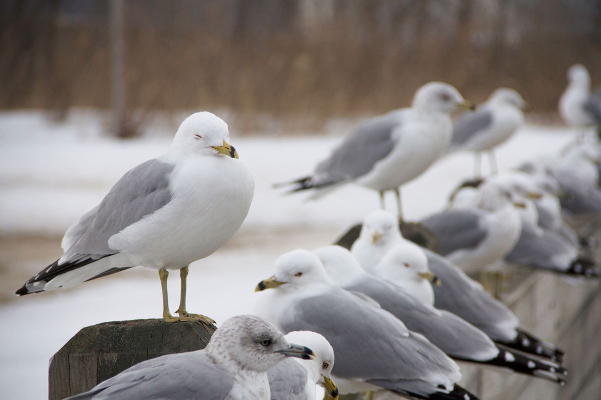 A group of seagulls are resting on top of the wooden wall under the hazy winter sky. (Getty Images/design-pulse.P)