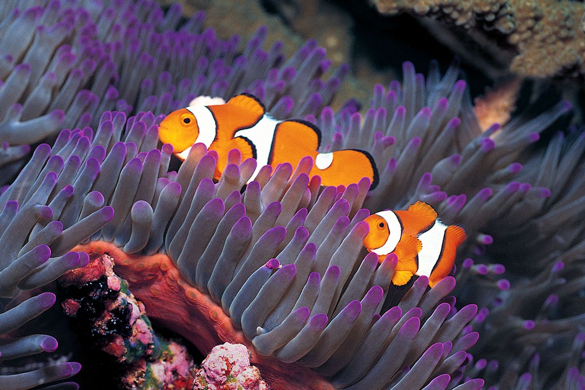 Clownfish (Amphiprion ocellaris) and Sea Anemone (Getty Images/Stephen Frink)