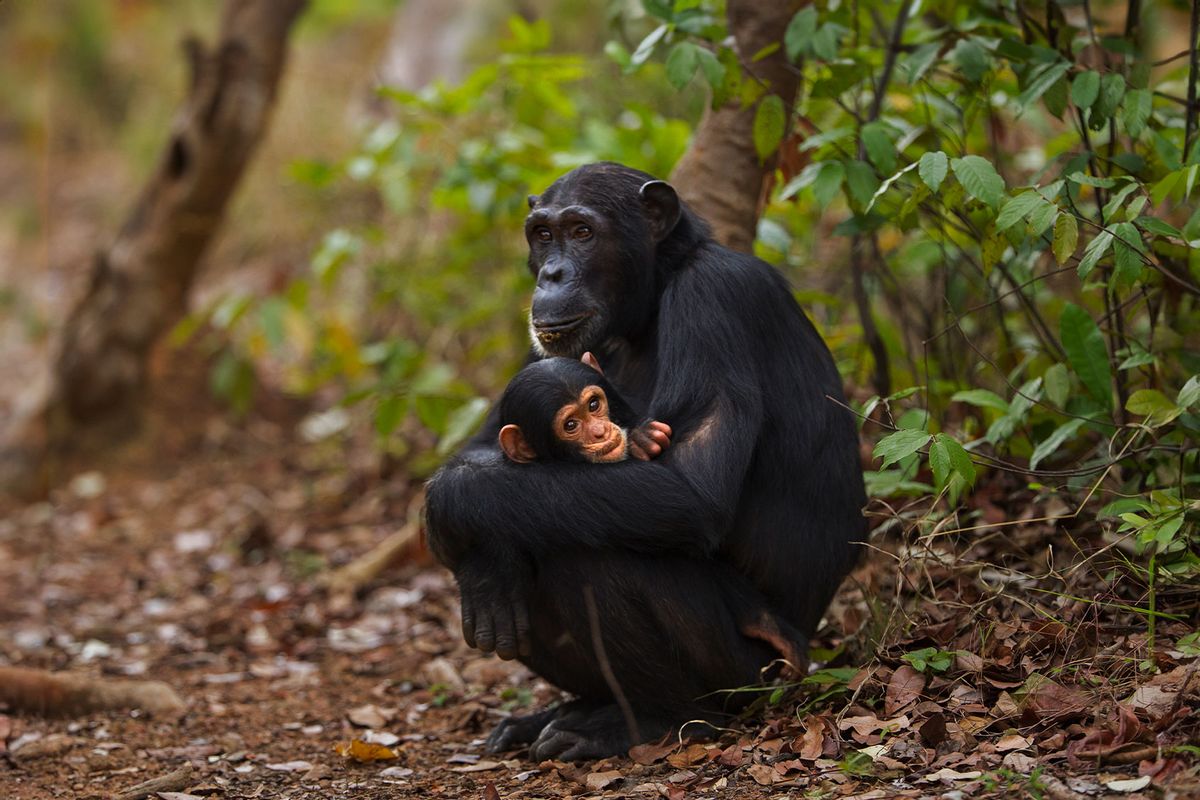 Eastern chimpanzee female 'Nuru' aged 21 years sitting holding her infant male 'Nyota' aged 1 year (Pan troglodytes schweinfurtheii). Gombe National Park, Tanzania. (Getty Images/Anup Shah)