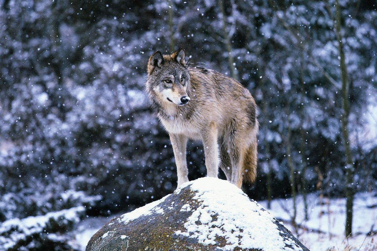 Gray Wolf on Snowy Rock (Getty Images/John Conrad)