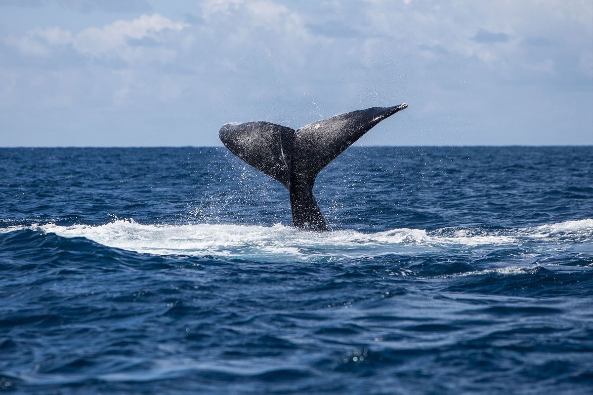 A Humpback whale (Megaptera novaeangliae) raises its large fluke as it dives in the Atlantic Ocean. (Getty Images/Velvetfish)