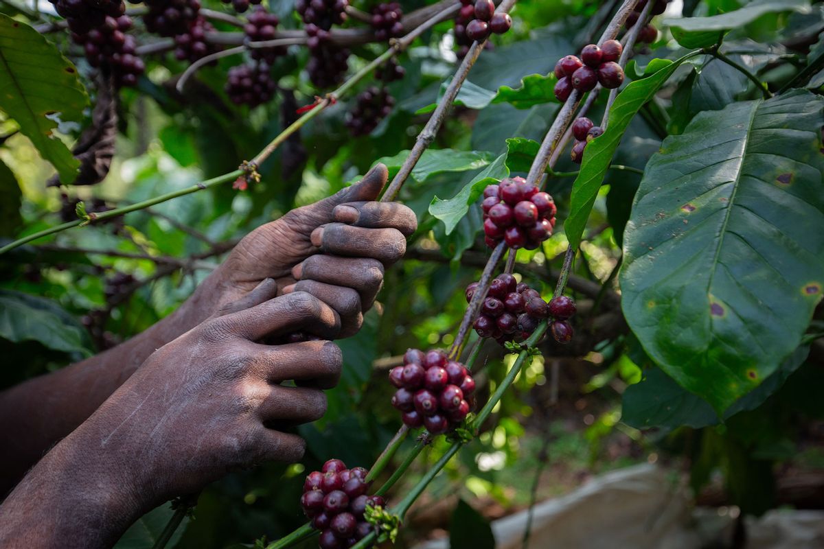 Buzzkill: Climate change could destroy the coffee industry. Here’s how we can still save it