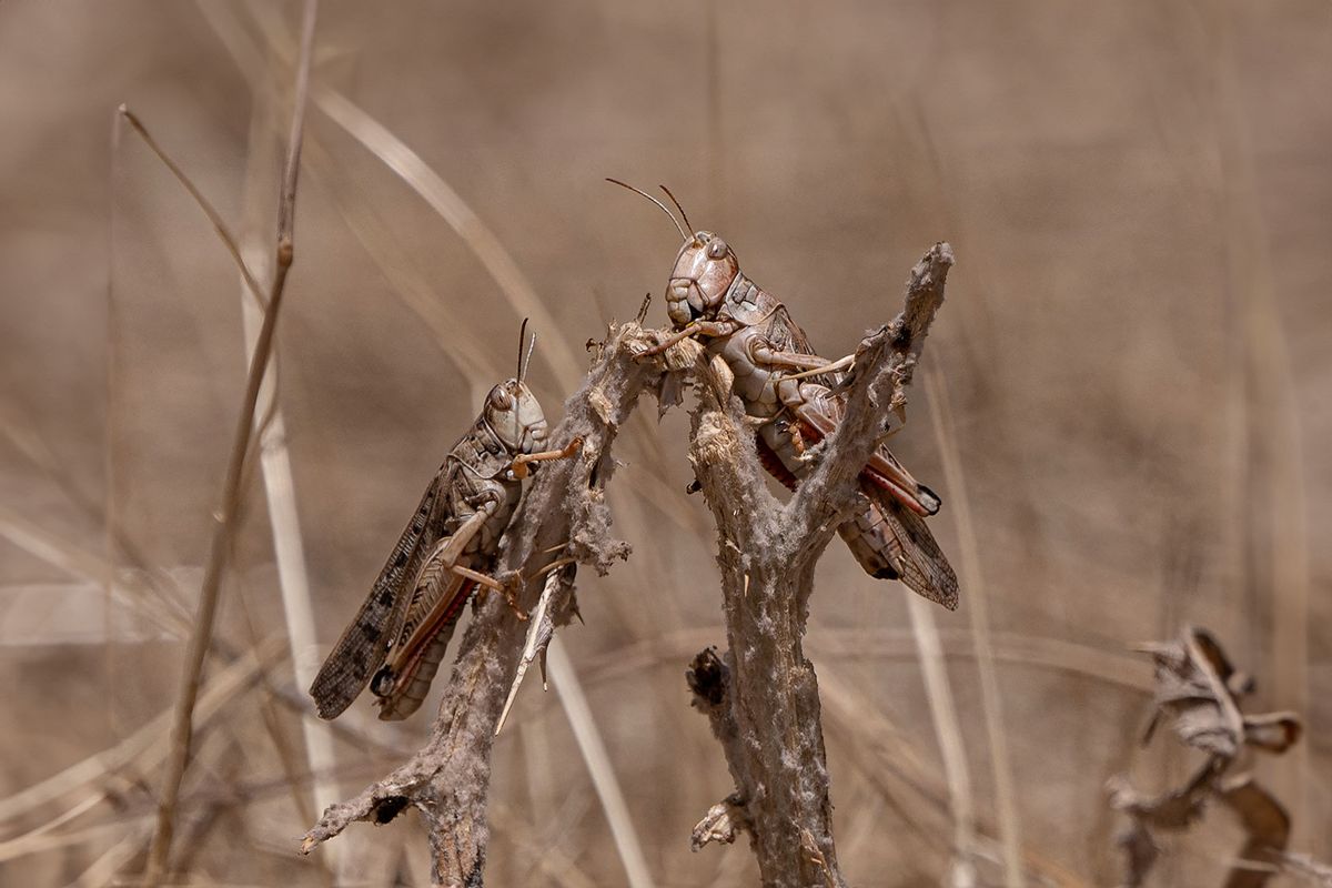 In this photograph taken on June 4, 2023, shows locusts feeding on grassland during a locusts swarm at Kandali area in Sholgara district, Balkh province. (WAKIL KOHSAR/AFP via Getty Images)