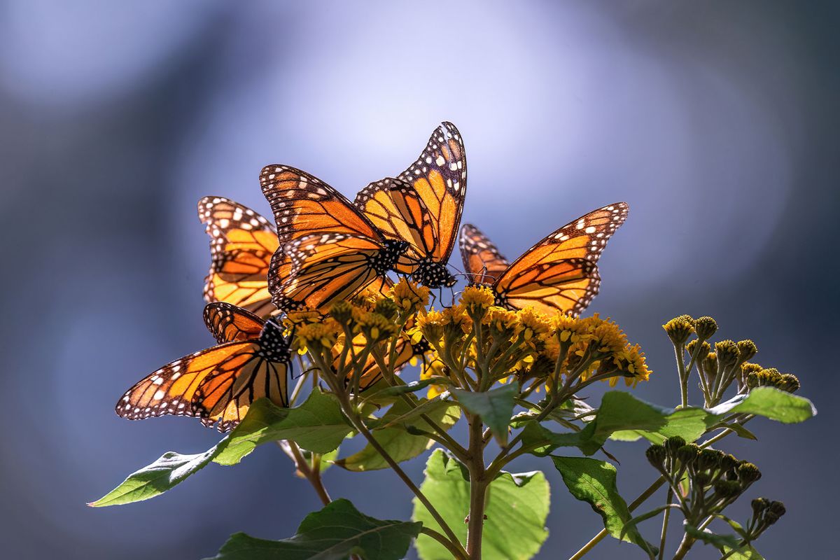 Monarch Butterflies (Getty Images/ HegedusPeter/500px)