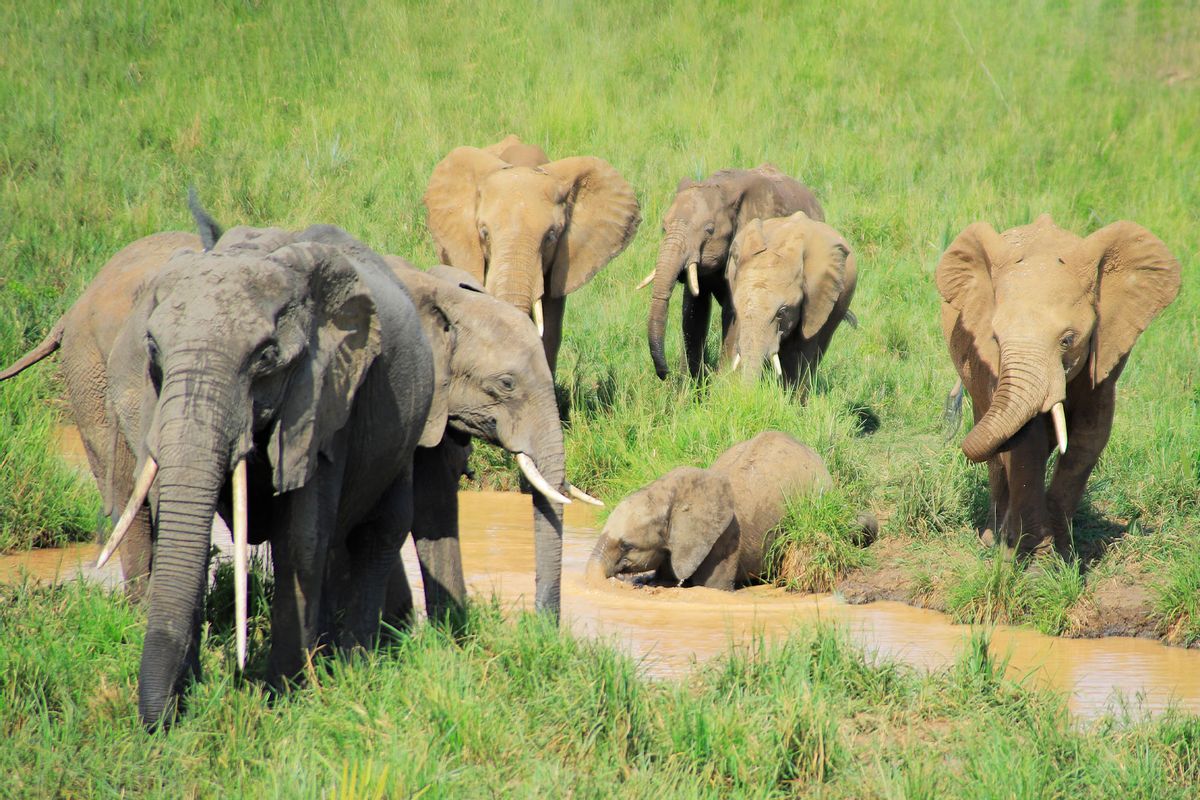 Elephants migrate across great distances in search of suitable seasonal conditions. (Clinton Mwebaze/WCS)