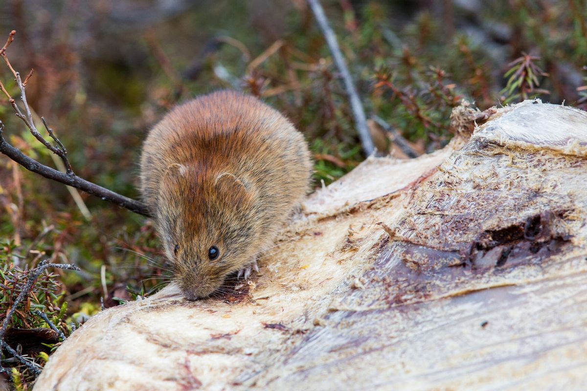 A northern red-backed vole is seen in this undated photo. Small mammals, especially northern red-backed voles, have been found to be infected with Alaskapox, a disease that was not identified until 2015. (Photo by Jim Dau/Provided by Alaska Department of Fish and Game)