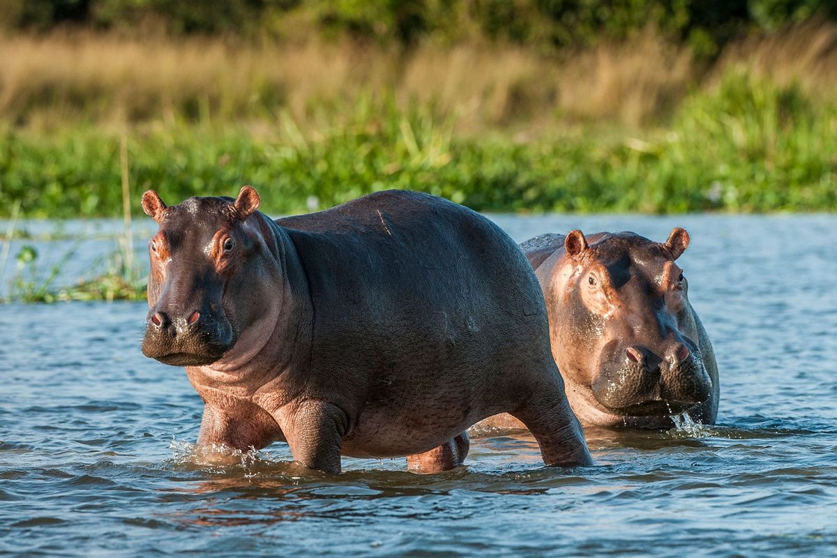 The common hippopotamus (Hippopotamus amphibius) (Getty Images/USO)