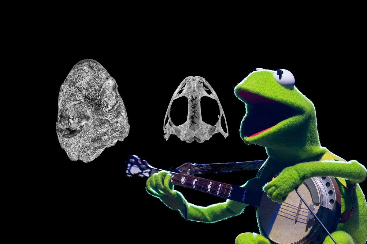 The fossil skull of Kermitops (left), a modern frog skull (Lithobates palustris, center), and Kermit The Frog (right). (Photo illustration by Salon/Getty Images)