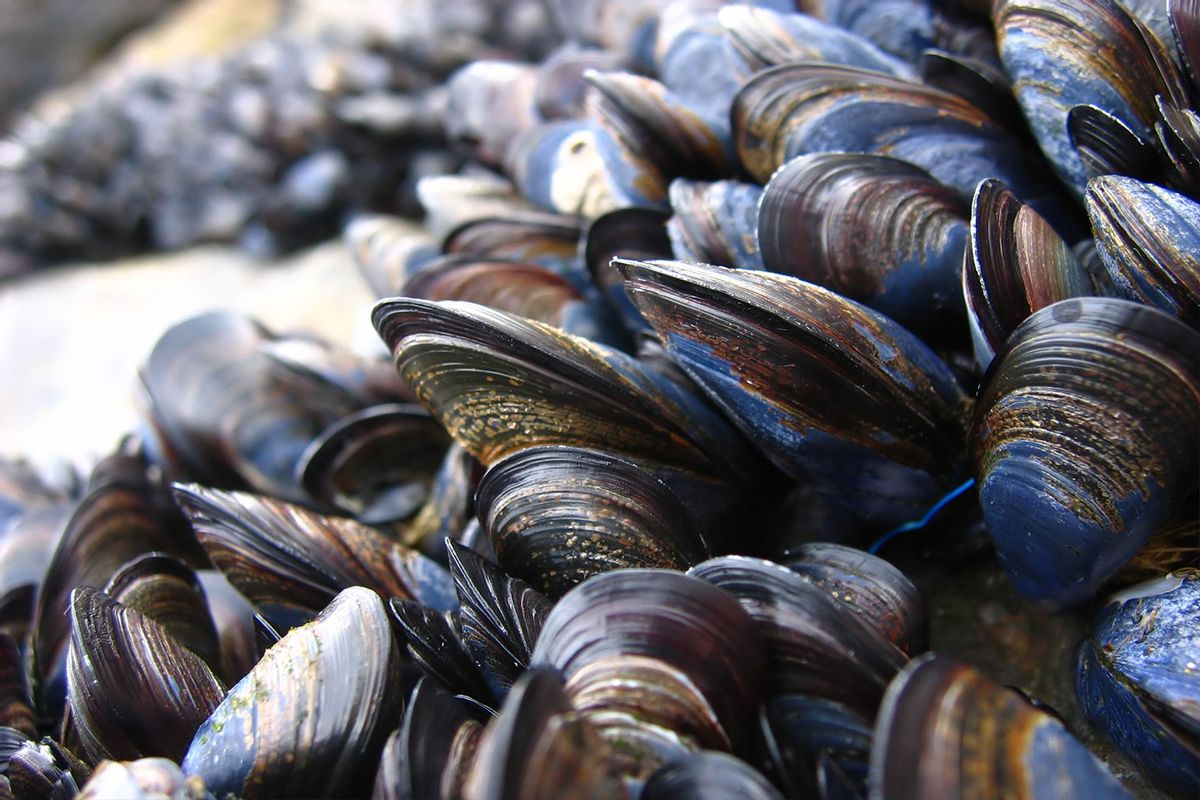 Mussels on a rock (Getty Images/eddyfish)