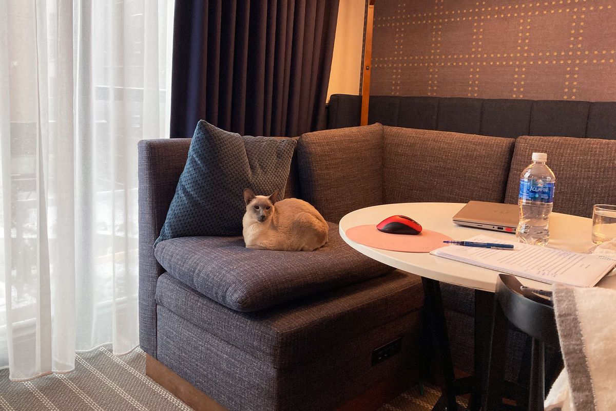 Miles, the author's cat, makes himself at home in a hotel room.  (Photo courtesy of author)