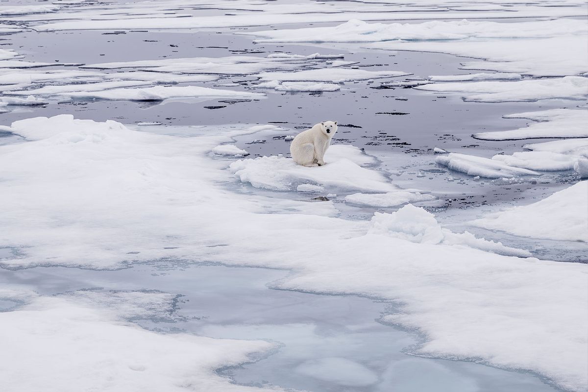A view of the partially melting glaciers as a polar bears, one of the species most affected by climate change, walk in Svalbard and Jan Mayen, on July 15, 2023. (Sebnem Coskun/Anadolu Agency via Getty Images)