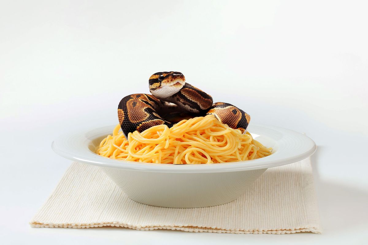 Ball Python in a bowl of pasta (Photo illustration by Salon/Getty Images)