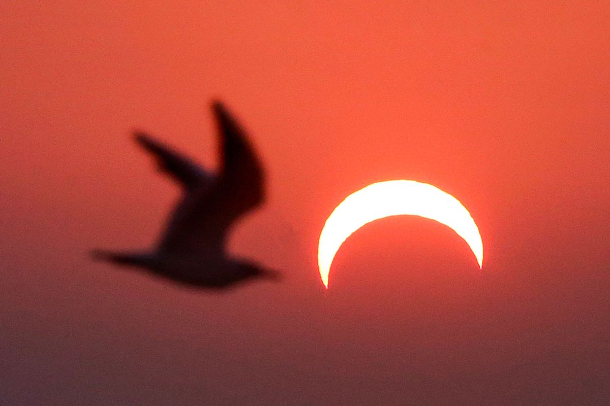 This picture taken early on December 26, 2019 shows a seagull flying above a beach in Kuwait City during the partial solar eclipse event. (YASSER AL-ZAYYAT/AFP via Getty Images)