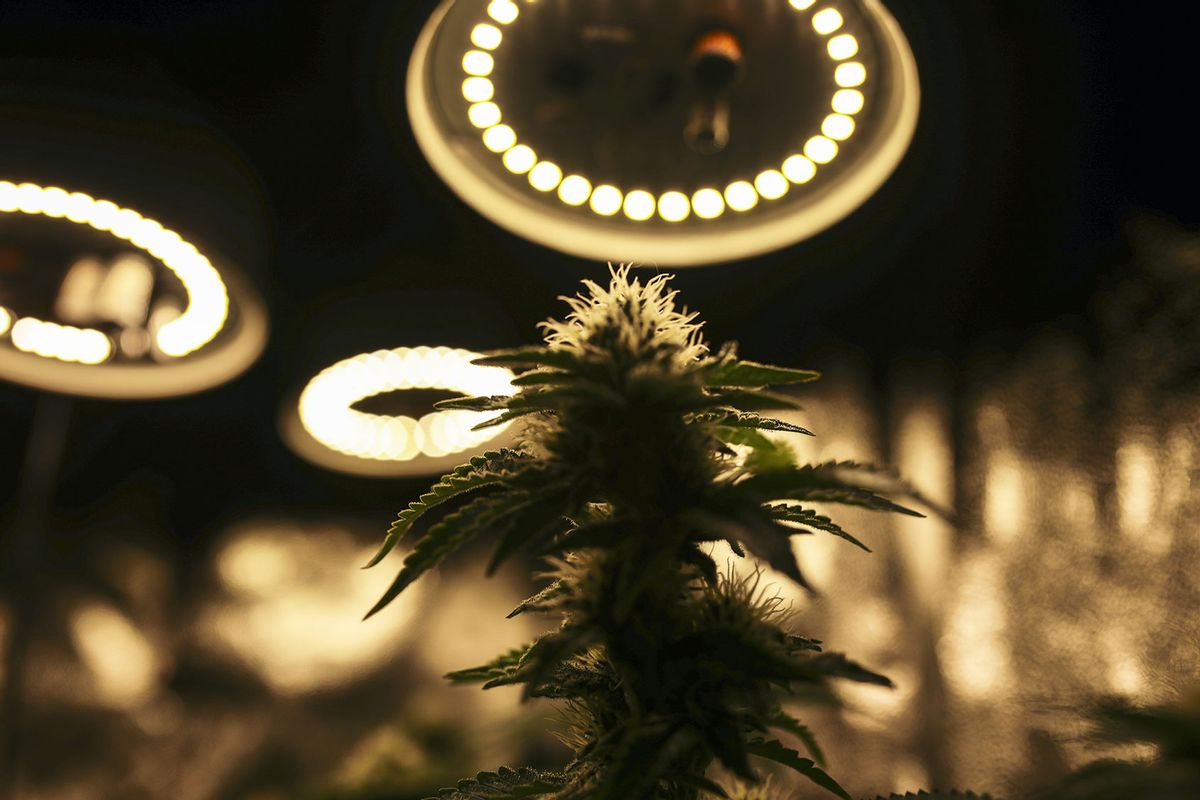 A view of the cannabis plant grown for medicinal, pharmaceutical or health purposes in La Ceja, Antioquia, Colombia on July 18, 2023. (Juancho Torres/Anadolu Agency via Getty Images)