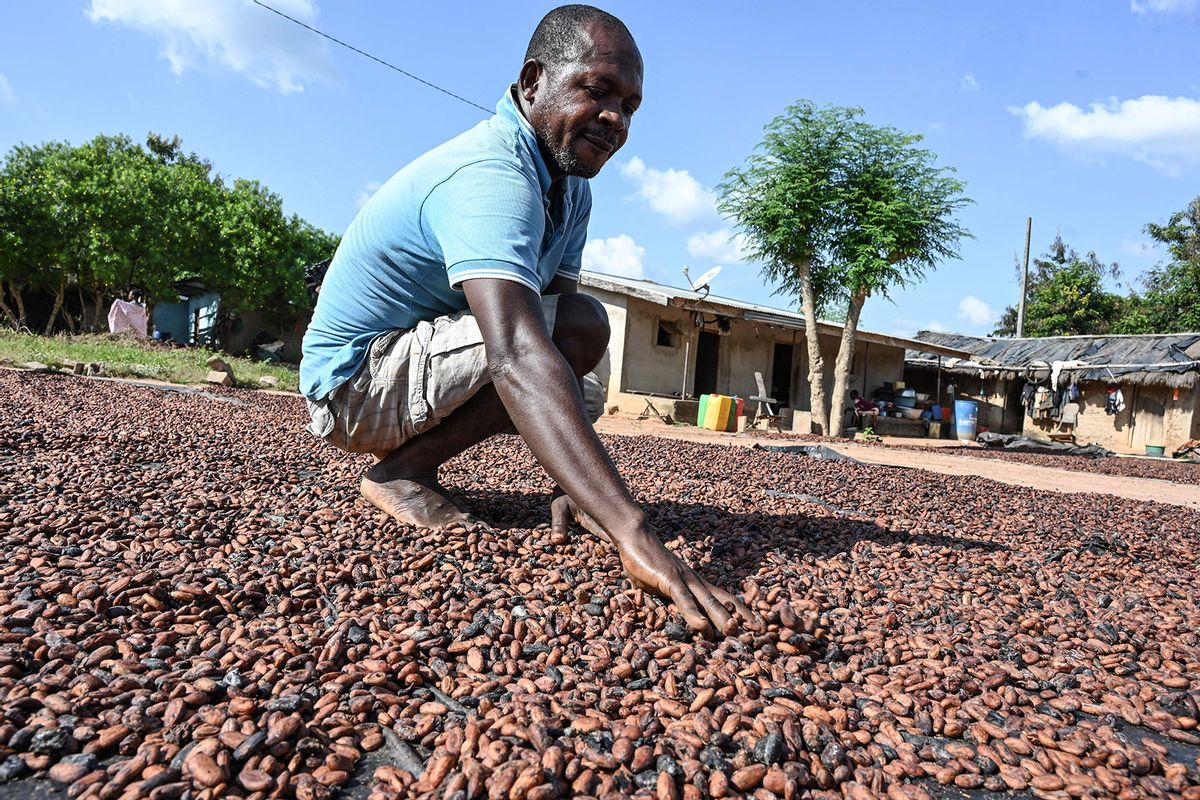 A cocoa farmer stirs his cocoa spread out in the sun for drying in Bringakro, a village in the Djekanou sub-prefecture, on November 17, 2022. (SIA KAMBOU/AFP via Getty Images)