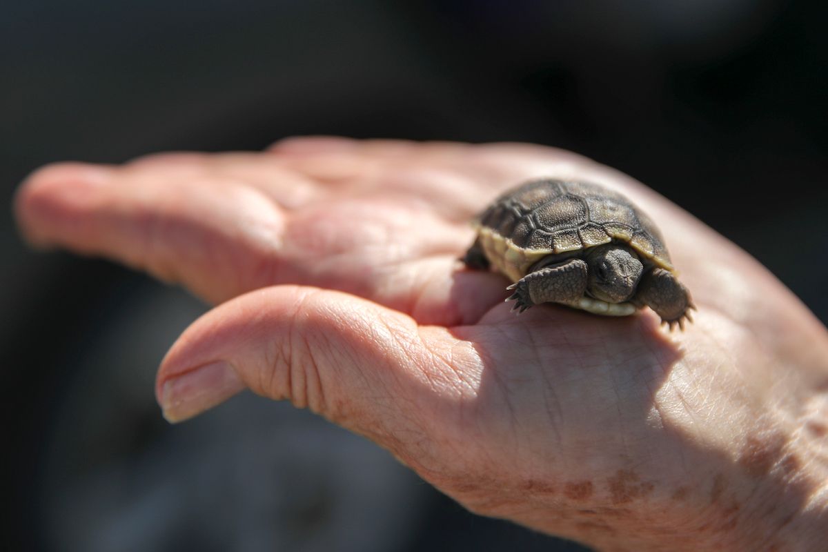 California City, CA - October 10: Lisa LaVelle, a naturalist, holds a desert tortoise hatchling that she found crawling in patio of her Ridgecrest home. LaVelle warns that it is against the law to take any wild tortoise from its habitat and to move any captive tortoise back out in the wild. Photographed on Monday, Oct. 10, 2022 in California City, CA.  ((Irfan Khan / Los Angeles Times via Getty Images))
