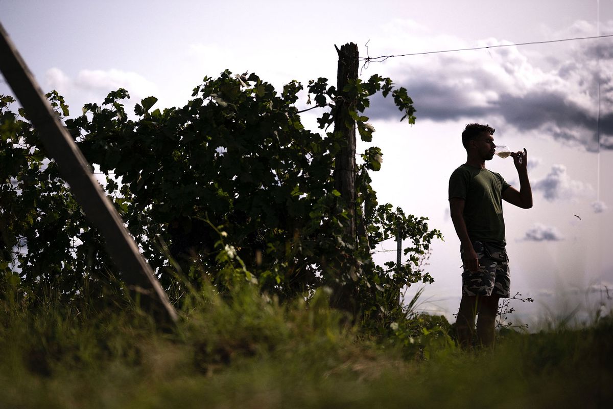 A man smells a glass of Moscato wine in a vineyard of the Monferrato countryside in Alice Bel Colle, near Alessandria, northwestern Italy on August 30, 2023. (MARCO BERTORELLO/AFP via Getty Images)