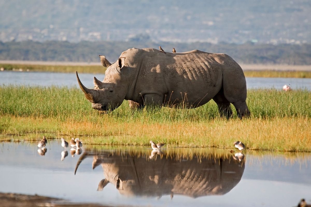 White rhino with reflection on the shore of Lake Nakuru, Kenya (Getty Images/WLDavies)