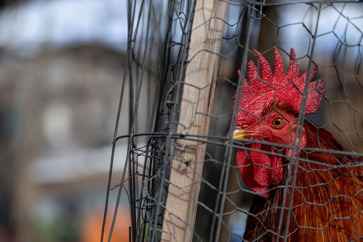 A rooster is held in a cage on a farm on January 23, 2023 in Austin, Texas. (Brandon Bell/Getty Images)