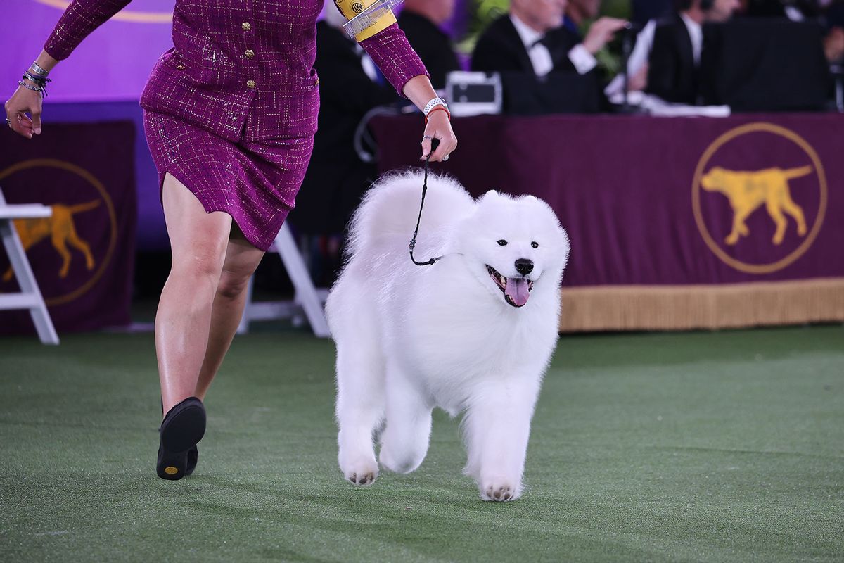 Striker the Samoyed wins on Working Group is seen during Best in Show at the 146th Annual Westminster Kennel Club Dog Show in Tarrytown of New York, United States on June 22, 2022. (Tayfun Coskun/Anadolu Agency via Getty Images)