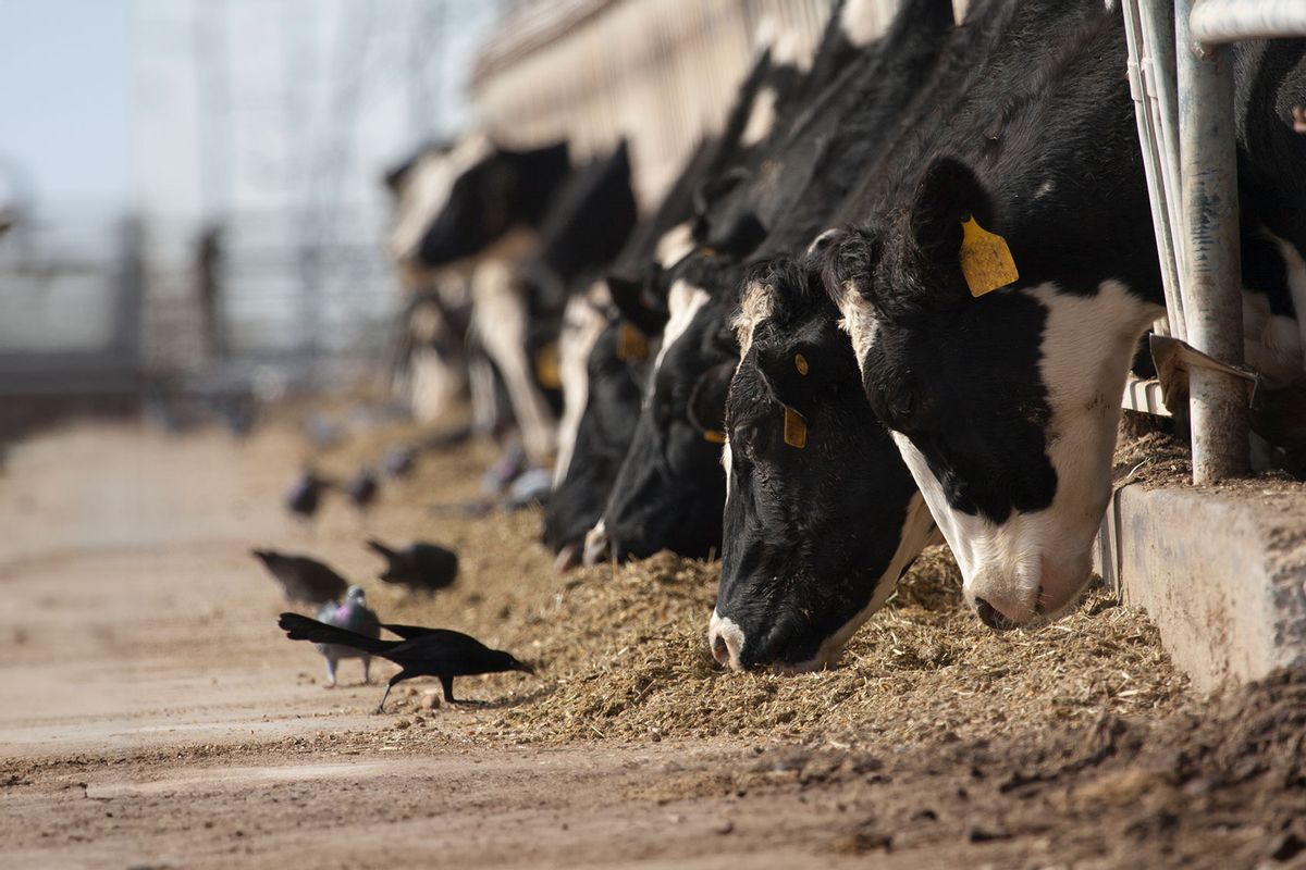 Birds peck at food intended for dairy cattle (Getty Images/Dusty Pixel photography)