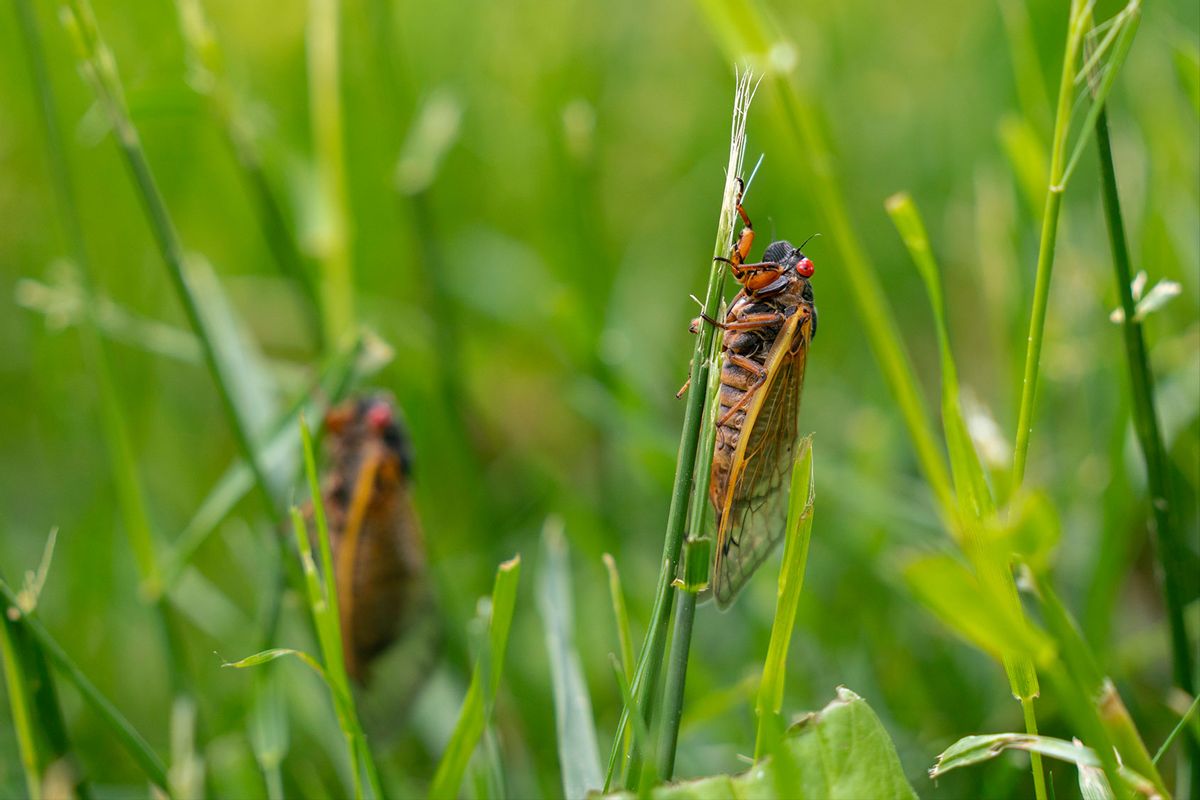 Brood XIX, known as the Great Southern Brood, cicadas hold onto blades of grass on the campus of the University of North Carolina on May 1, 2024 in Chapel Hill, North Carolina. (Sean Rayford/Getty Images)