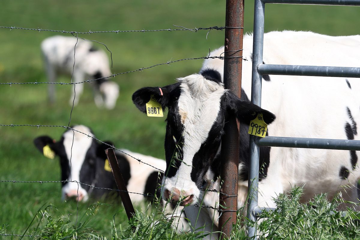 PETALUMA, CALIFORNIA - APRIL 26: Cows graze in a field at a dairy farm on April 26, 2024 in Petaluma, California. The U.S. Department of Agriculture is ordering dairy producers to test cows that produce milk for infections from highly pathogenic avian influenza (HPAI H5N1) before the animals are transported to a different state following the discovery of the virus in samples of pasteurized milk taken by the Food and Drug Administration.  ((Photo by Justin Sullivan/Getty Images))