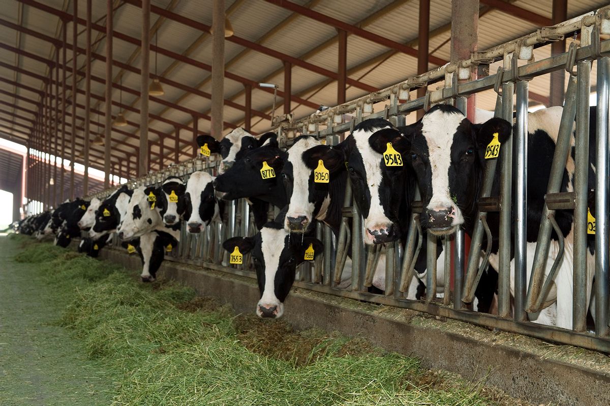 Curious Holstein dairy cows feed on silage in a freestall barn at a dairy farm in San Joaquin Valley, California, USA. (Ed Young/Design Pics Editorial/Universal Images Group via Getty Images)