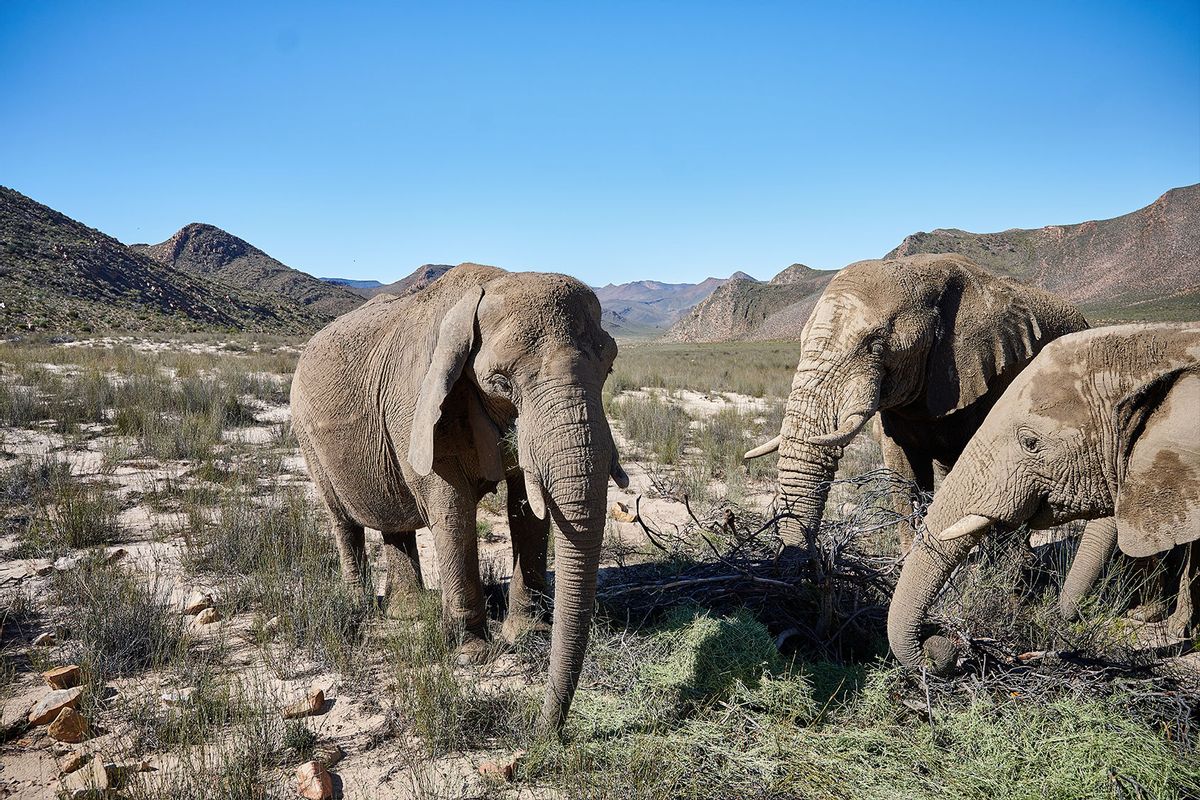 View of african desert elephants standing on field against clear sky, Cape Town, South Africa (Getty Images/Brian Durkin/500px)