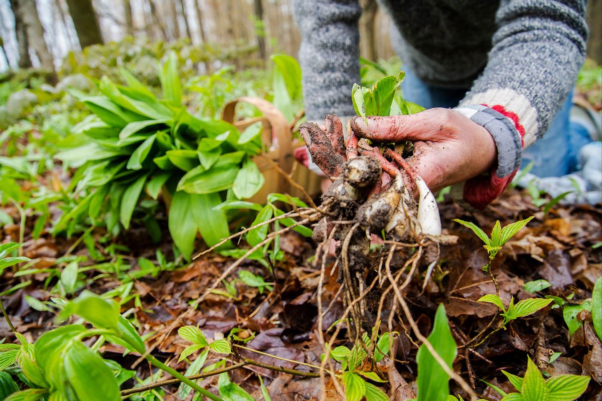 A woman foraging in the woods for wild leeks, also called ramps, or wild onions. (Getty Images/Fertnig)