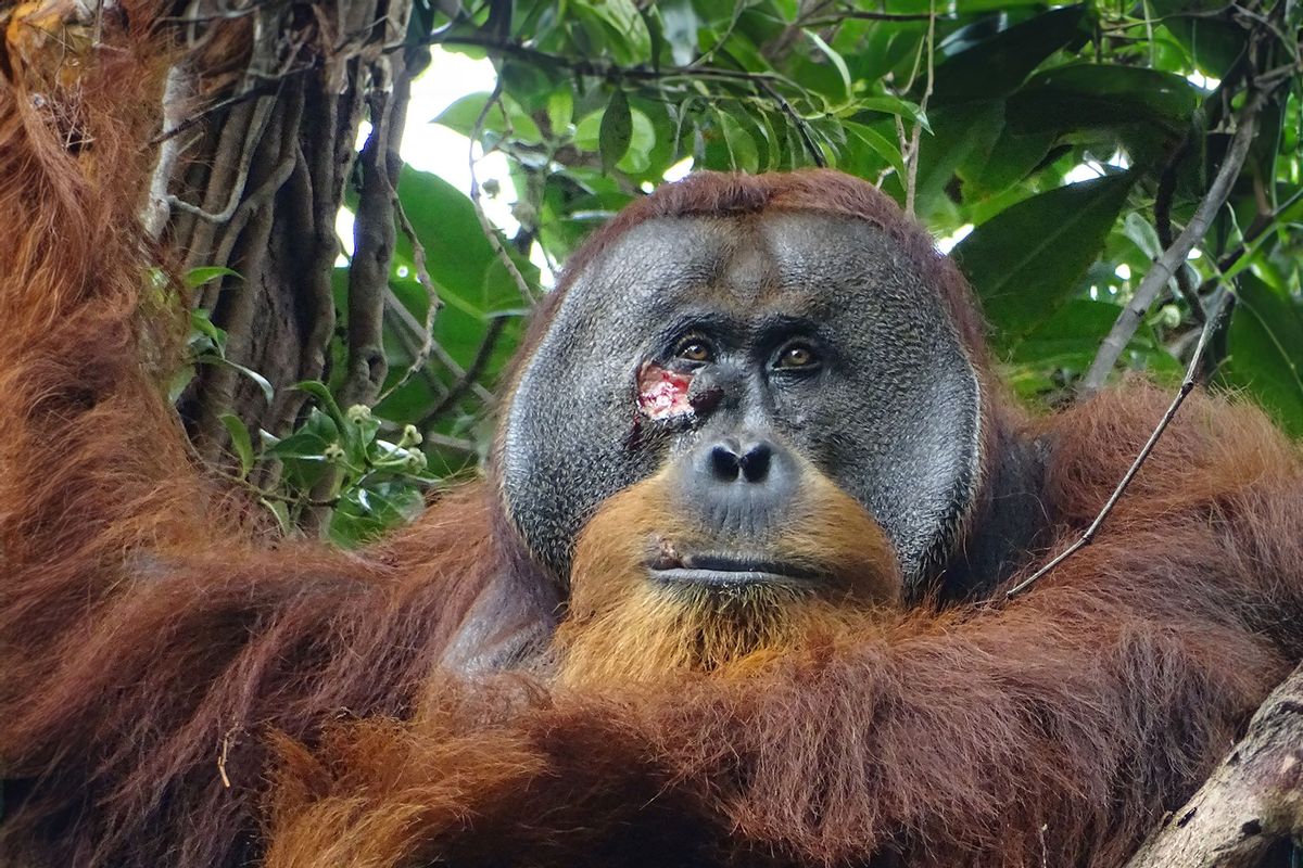 This handout photo released by SUAQ Foundation on June 23, 2022, shows Rakus, a male orangutan with a facial wound, at Gunung Leuser National Park in North Sumatra, Indonesia. (SUAQ Foundation/AFP via Getty Images)