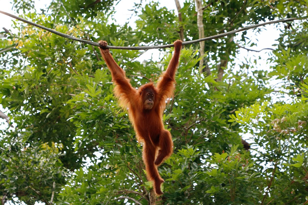 A juvenile male Bornean orangutan, Pongo pygmaeus wurmbii, hangs from a tree branch in Gunung Palung National Park. (Getty Images/seng chye teo)