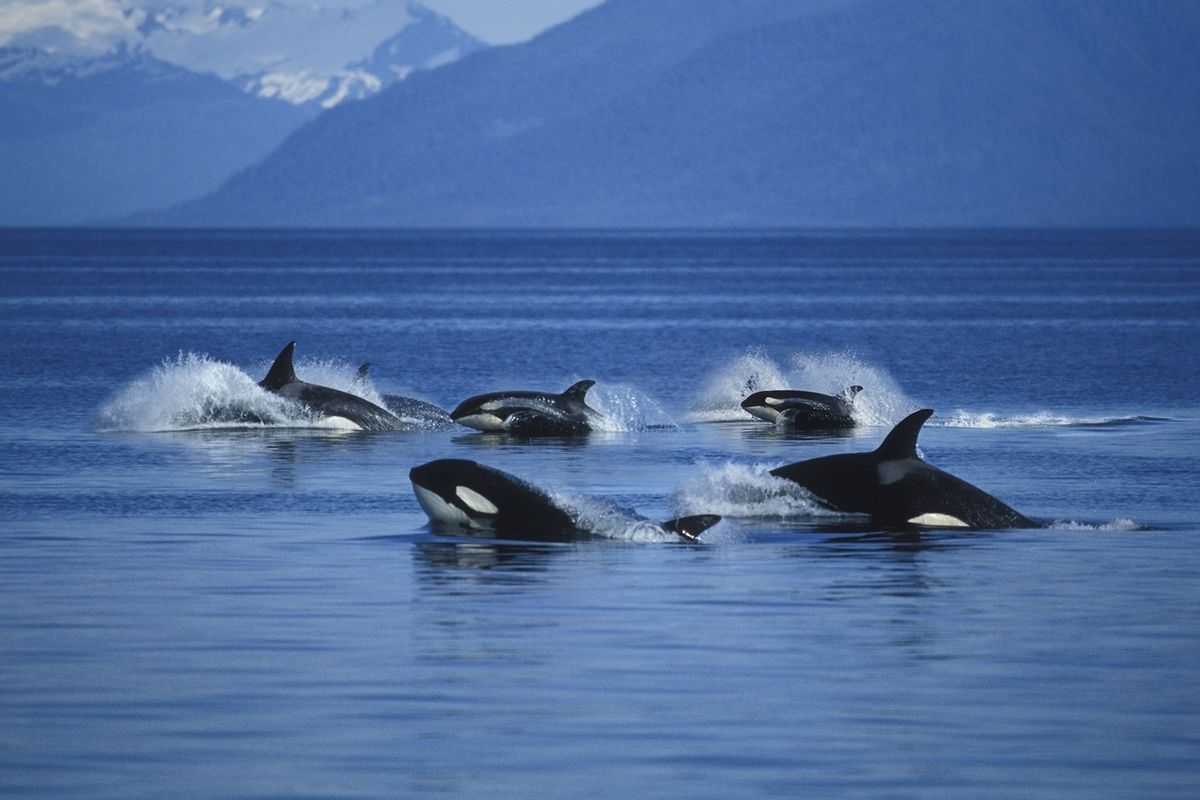 A pod of Killer Whales making an attack in the wild waters (Getty Images/Ron Sanford)