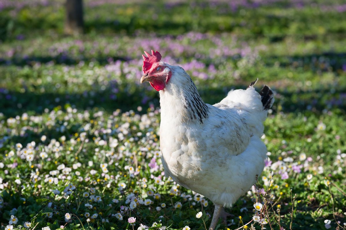 White Sussex chicken among the flowers (Getty Images/daphnusia)