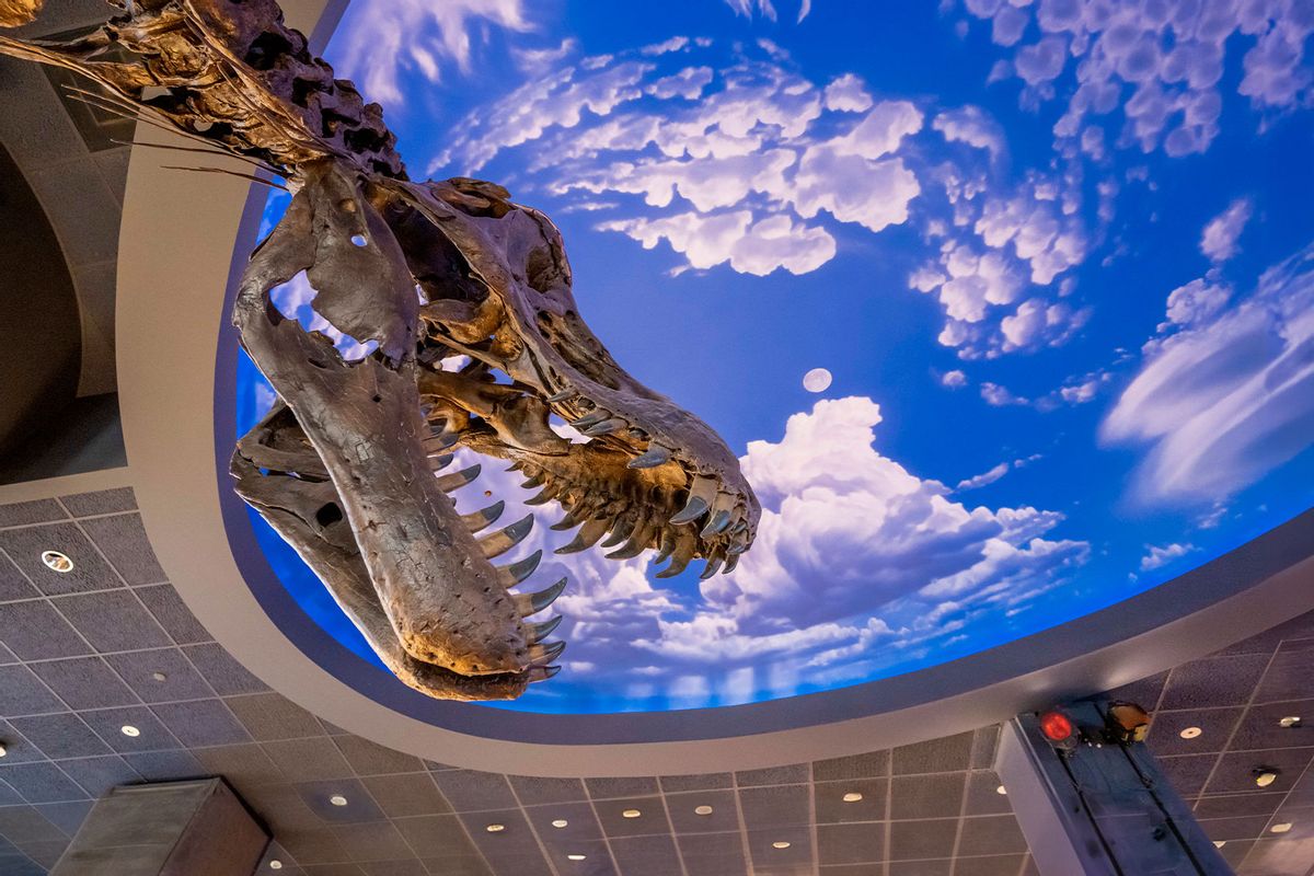 Stan, a replica of a Tyrannosaurus rex skeleton, looms below a hand-painted sky on the ceiling in the Childrens Library inside the Cerritos Library in Cerritos on Sunday, November 27, 2022. (Leonard Ortiz/MediaNews Group/Orange County Register via Getty Images)