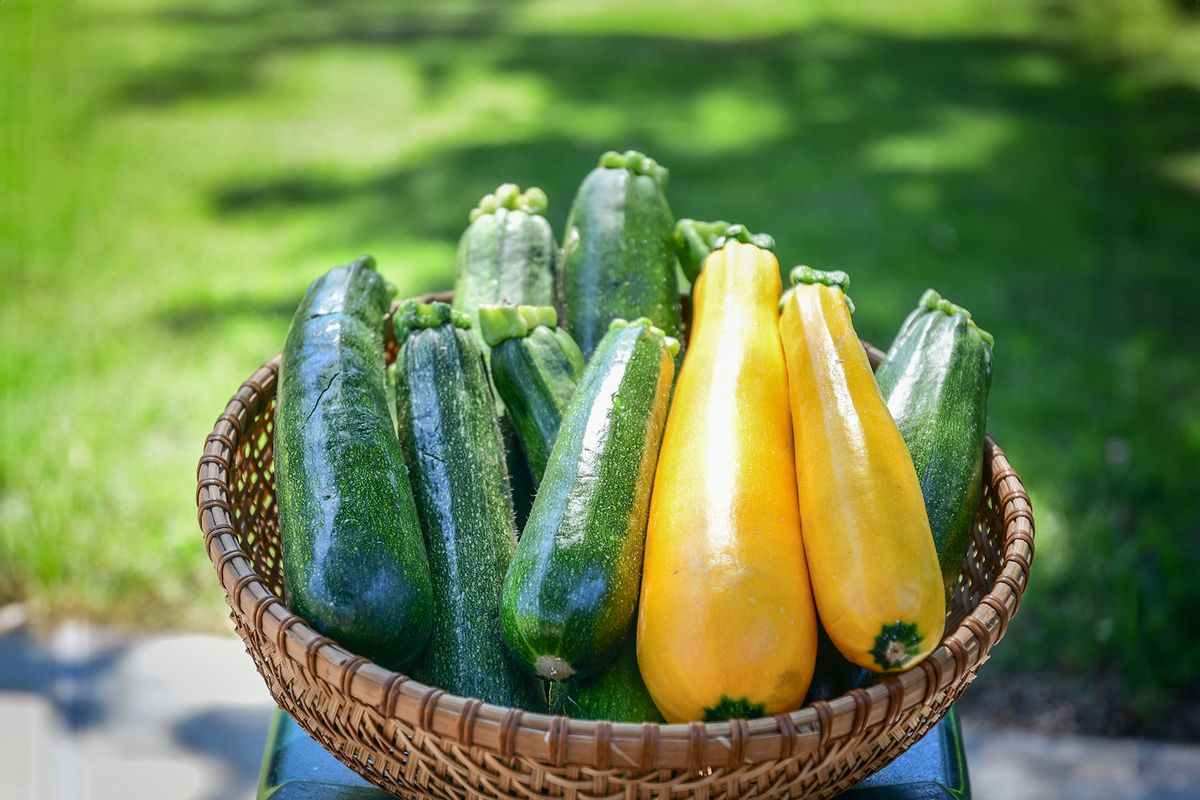 Basket of fresh picked zucchini from the garden (Getty Images/Barbara Rich)