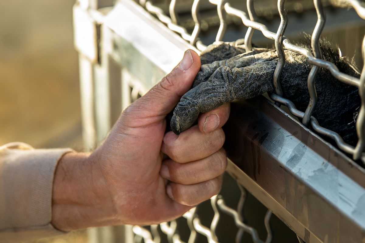 Anher Flores, the head of chimp care and compound manager at the Wildlife Waystation in the Angeles National Forest, holds the hand of a chimpanzee inside a transport cage, waiting to be loaded into a moving van for a 1600 mile journey east to Chimp Haven in Keithville, Louisiana, the worlds largest chimpanzee sanctuary. (Mel Melcon / Los Angeles Times via Getty Images)