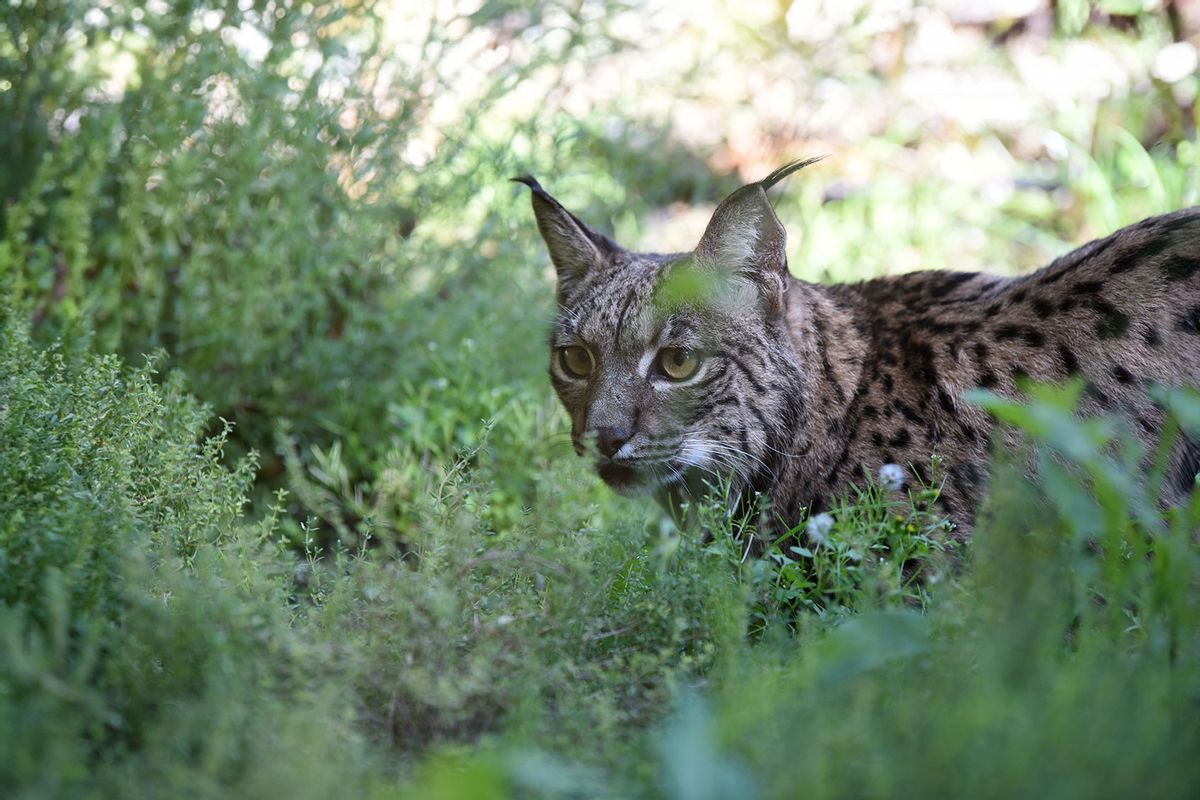 The male Iberian lynx Kalama pictured in his enclosure at Madrid zoo. (Jorge Sanz/Pacific Press/LightRocket via Getty Images)