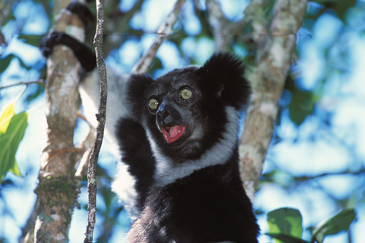 To signal its territory to the neighboring group, the indri launches a long complaint which can be heard for several kilometers. (JOUAN/RIUS/Gamma-Rapho via Getty Images)