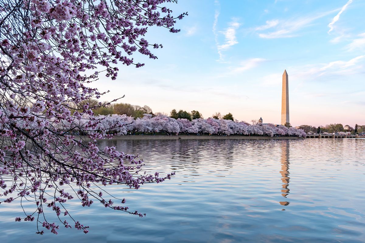 Washington Monument in Washington DC, USA (Getty Images/jimfeng)
