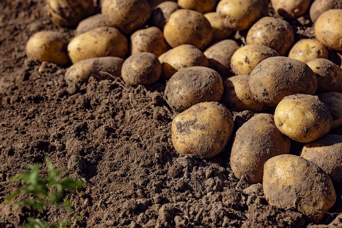 Potatoes (Getty Images/mrs)