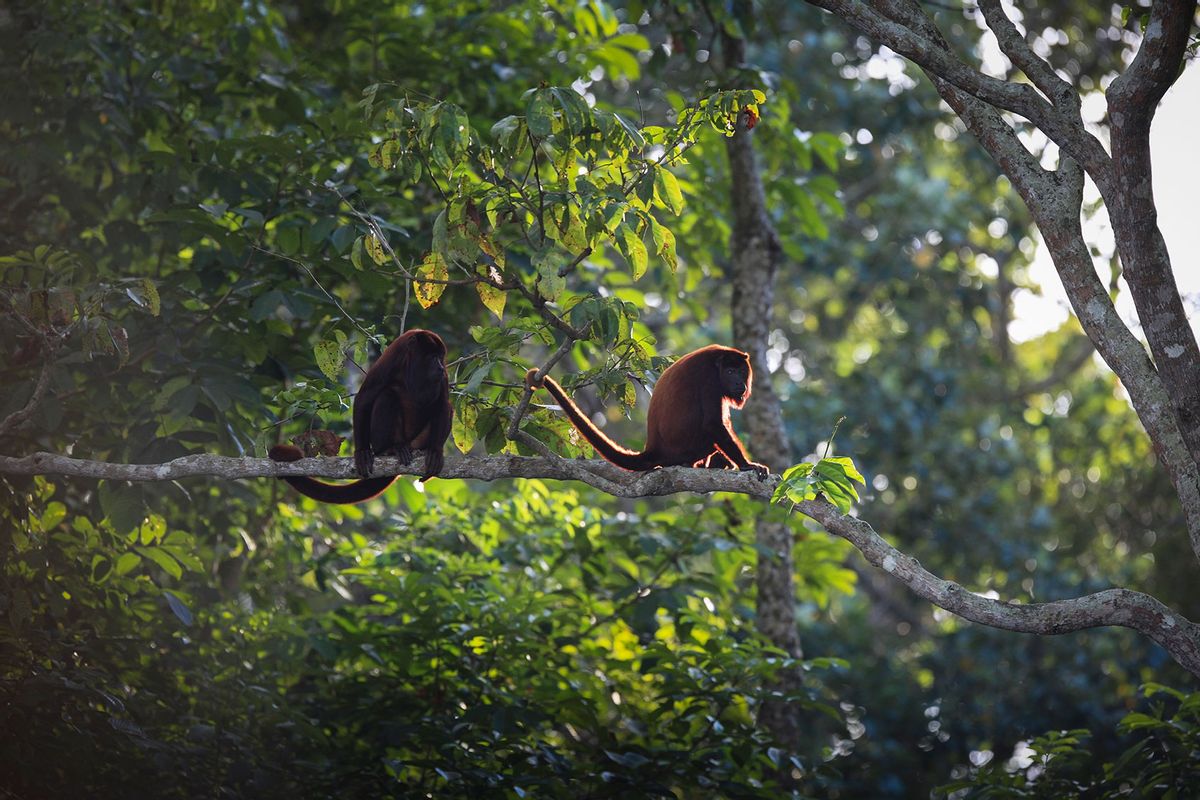 View of Red Howler monkeys sitting on branch in forest, Catatumbo River, Venezuela. (Getty Images/simonkr)