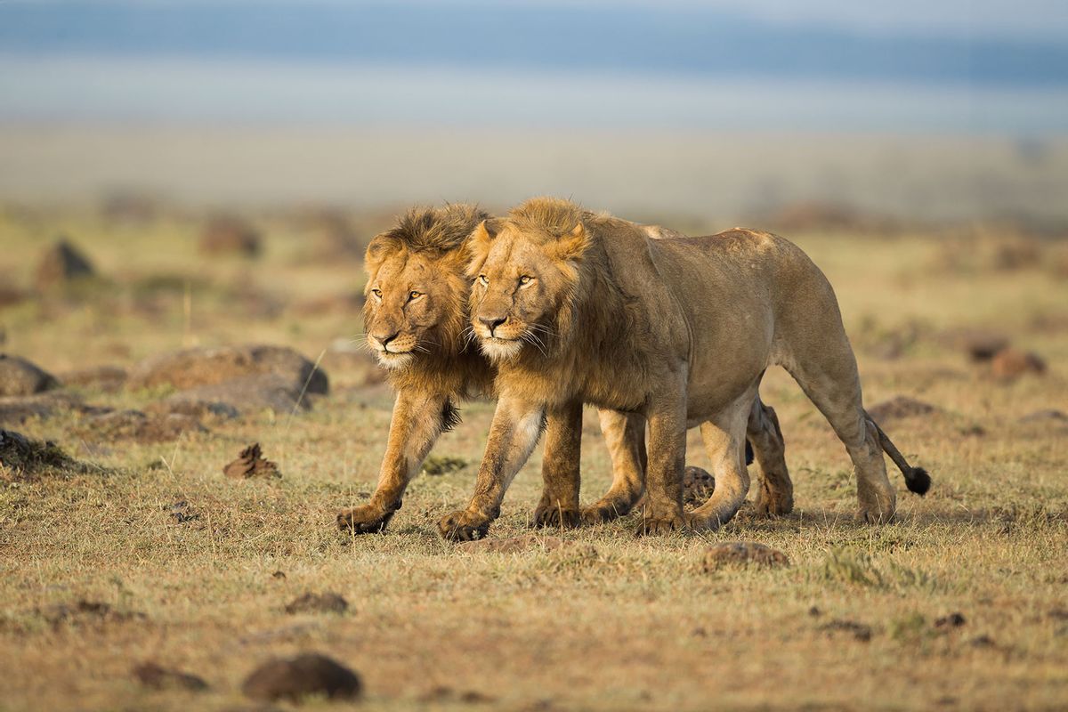 Two male lions meet and start to walk shoulder to shoulder with the same step. (Getty Images/Massimo Mei)