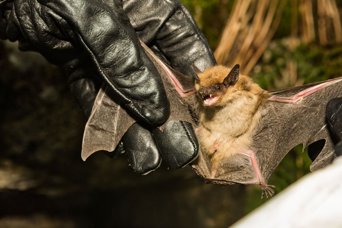 A wildlife biologist checking the wings of a Big Brown Bat for signs of White-nose Syndrome. (Getty Images/JasonOndreicka)