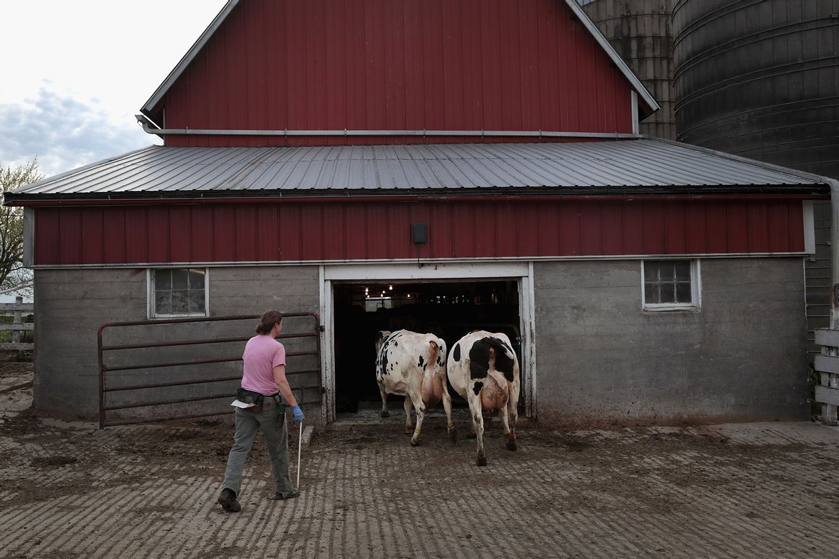 Farmer moves her cows into a barn for their evening milking on April 25, 2017 near Cambridge, Wisconsin. (Scott Olson/Getty Images)