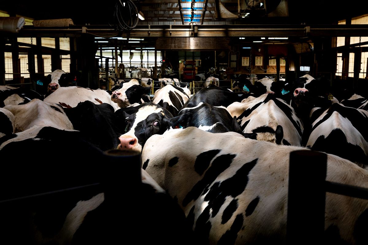 Cows queuing for their midway milking at United Dreams Dairy, in North Freedom, Wisconsin on May 8, 2024. (Matthew Ludak for The Washington Post via Getty Images)