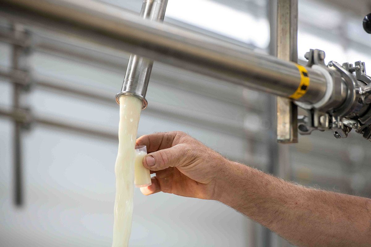 Farmer taking a raw milk sample during Dairy Processing at Brooms Bloom. (Edwin Remsberg/VW Pics/Universal Images Group via Getty Images)