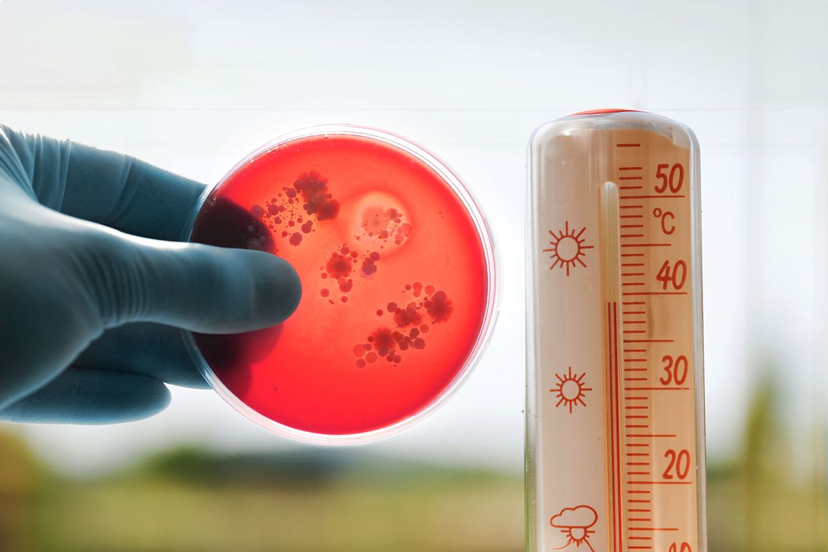 A gloved hand holding a blood agar plate with bacteria colonies grown, and a thermometer reading 39 degree Celsius. (Photo illustration by Salon/Getty Images)